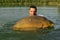 Big mirror carp