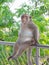 Big mom asian monkey sit on the Rail bridge