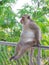 Big mom asian monkey sit on the Rail bridge