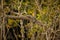 Big monitor lizard in Sundarbans in India