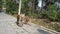 Big monkey with a baby. Brown eyes, fluffy fur and interesting gait.