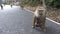 Big monkey with a baby. Brown eyes, fluffy fur and interesting gait.