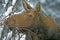 Big Moose Cow in winter, eating twigs, portrait close up