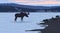 The big moose in the water near lake coast , dogs on the coast, black silhouettes.