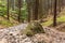 A big mossy, green rock in between a forest path