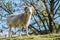 Big mouflon ram Ovis orientalis
