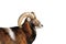 Big mouflon ram portrait over white