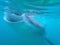 Big mouth whale shark