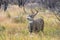 Big mule deer buck in rut