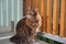 big multicolor cat is sitting on balcony and looking around through wooden border in modern blocks. Home pet fluffy maine coon,