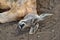 Big muscular and funny wild red kangaroo sleeping on the ground in Queensland