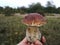 Big mushroom closeup.. Boletus pinophilus.