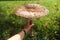 Big mushroom in hand Macrolepiota procera, the parasol mushroom