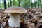 Big mushroom nature leaves photography macro