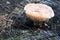 Big mushroom on a old wood trunk