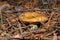 Big mushroom suillus luteus or slippery jack growing in the forest. Mushroom closeup.