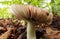 Big mushroom from a temperate climate