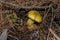 Big mushroom Yellow Knight Tricholoma equestre and pine cone closeup.
