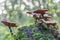 Big mushrooms on a moss covered piece dead wood