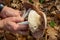 Big mushrooms in woman hands on yellow leaves background. Problem of edible or danger poisonous fungus mistake identification.