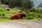 Big musk ox in its habitat, Natural landscape on the background