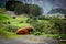 Big musk ox in its habitat, Natural landscape on the background