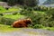 Big musk ox in its habitat, Natural landscape on the background