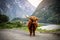 Big musk ox in its habitat, Natural landscape on the background