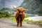 Big musk ox in its habitat, Natural landscape on the background