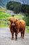 Big musk ox in its habitat, Natural landscape on the background