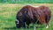 Big Musk ox (Ovibos moschatus) grazing in a green field on a sunny day