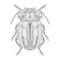 Big mustachioed beetle black and white drawing