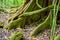 big mystical tree roots or stems covered with green moss and lichen in rainforest National park Periyar Wildlife Sancturary, India