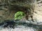 The Big natural bridge in the Rakov Skocjan Valley Rakek or Notranjski regijski park Rakov Skocjan, Notranjska Regional landscap