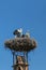 A big nest of Stork birds on top of the roof in Austria