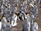 Big nesting colony King penguin, Aptenodytes patagonicus, Volunteer point, Falkland Islands - Malvinas