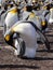 Big nesting colony King penguin, Aptenodytes patagonicus, Volunteer point, Falkland Islands - Malvinas