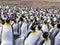 Big nesting colony King penguin, Aptenodytes patagonicus, Volunteer point, Falkland Islands - Malvinas