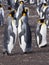 Big nesting colony King penguin, Aptenodytes patagonicus, Volunteer point, Falkland Islands - Malvinas