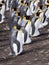 Big nesting colony King penguin, Aptenodytes patagonicus, Volunteer point, Falkland Islands - Malvinas