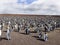 Big nesting colony King penguin, Aptenodytes patagonicus, Volunteer point, Falkland Islands - Malvinas