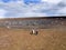 Big nesting colony King penguin, Aptenodytes patagonicus, Volunteer point, Falkland Islands - Malvinas