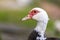 Big nice beautiful fattened black and white musk duck head on blurred light copy space background.