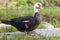 Big nice beautiful fattened black and white musk duck outdoors i