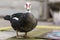 Big nice beautiful fattened black and white musk duck outdoors in yard on bright sunny summer day