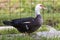 Big nice beautiful fattened black and white musk duck outdoors in yard on bright sunny summer day