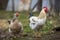 Big nice beautiful white and black rooster and hen feeding outdoors on bright sunny day on blurred colorful rural background.