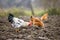 Big nice beautiful white and black rooster and hens feeding outdoors in plowed field on bright sunny day on blurred colorful rural