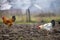 Big nice beautiful white and black rooster and hens feeding outdoors in plowed field on bright sunny day on blurred colorful rural