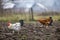 Big nice beautiful white and black rooster and hens feeding outdoors in plowed field on bright sunny day on blurred colorful rural